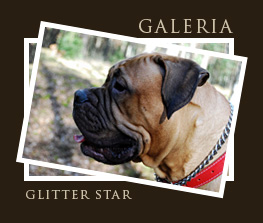 Glitter Stars FCI, Domowa hodowla psw rasy Bullmastiff i Rosyjski Toy Terrier